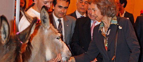 La Reina Sofía acariciando a un burro en la Exposición Internacional Canina de Primavera