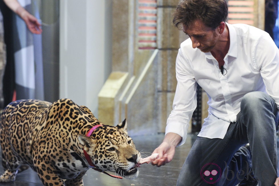 Pablo Motos dando de comer a un leopardo en 'El Hormiguero'