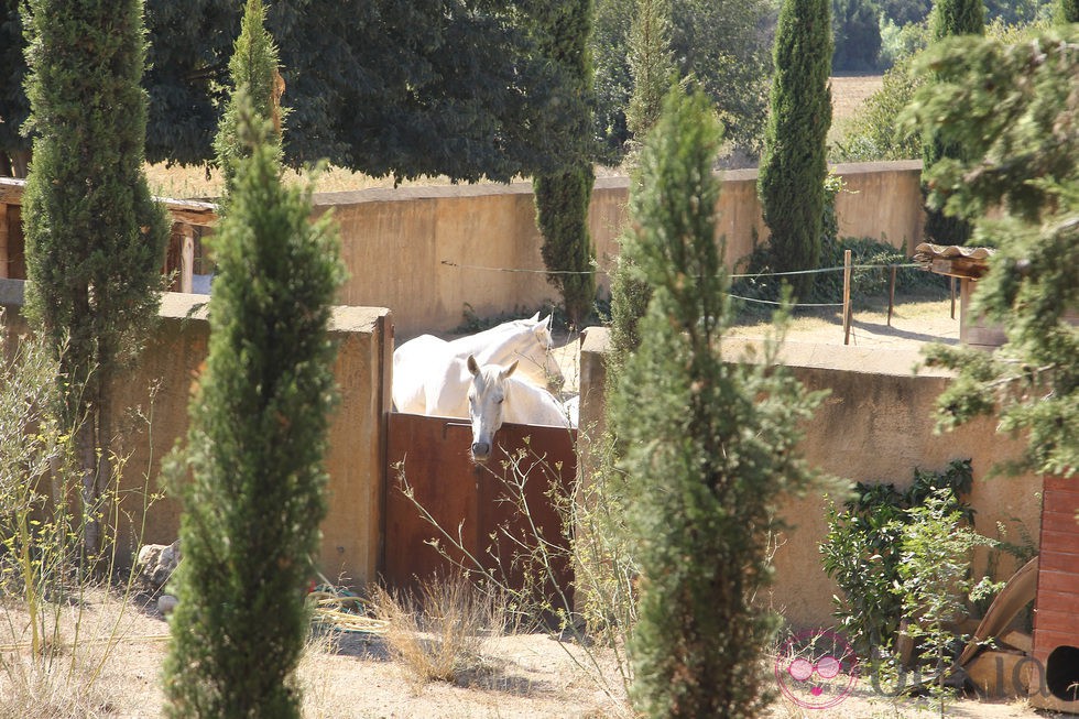 Caballos en el patio de la masía de Jacobo Fitz-James Stuart e Inka Martí