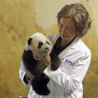 La Reina Sofía con una cría de oso panda en el Zoo de Madrid