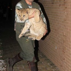 Un trabajador con uno de los leones que se exhibieron en la fiesta de Kiko Rivera