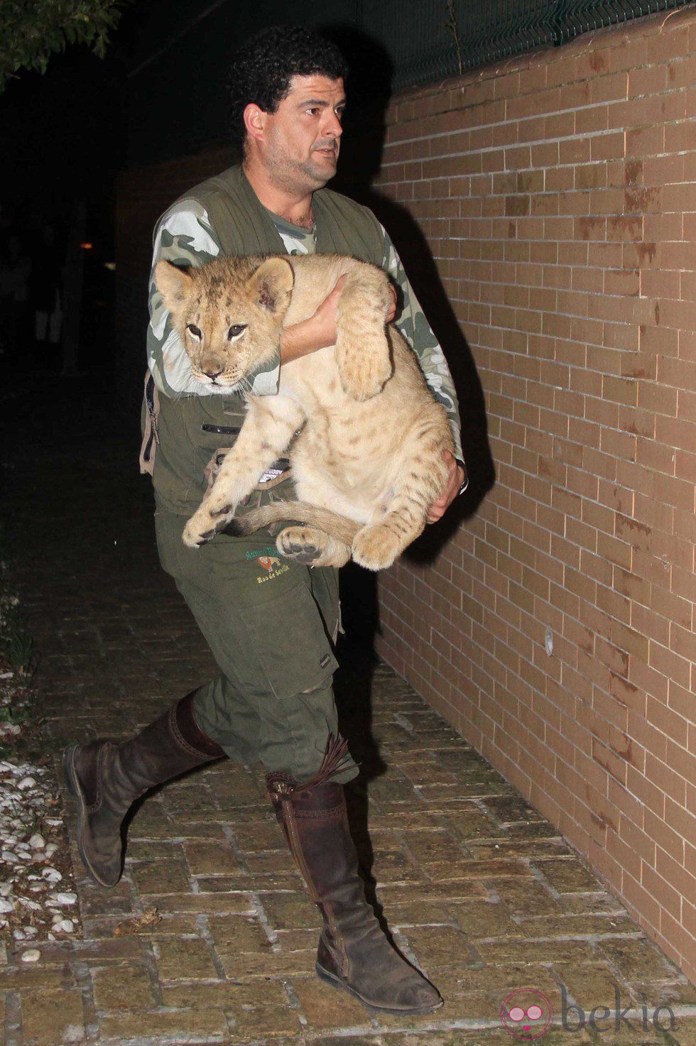 Un trabajador con uno de los leones que se exhibieron en la fiesta de Kiko Rivera