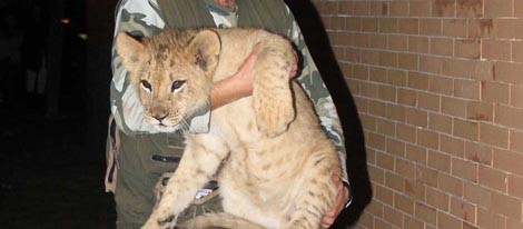 Un trabajador con uno de los leones que se exhibieron en la fiesta de Kiko Rivera