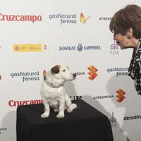 Concha Velasco con Pancho en la presentación del Festival de Málaga 2014