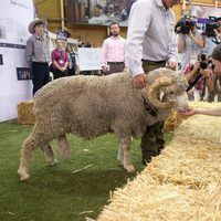 Kate Middleton acaricia un carnero en una feria agrícola en Sydney