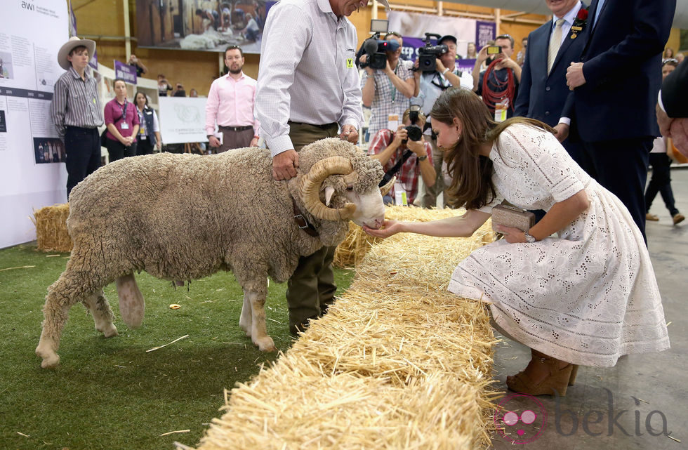 Kate Middleton acaricia un carnero en una feria agrícola en Sydney