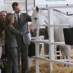 Los Reyes Felipe y Letizia acarician a un caballo en Zafra