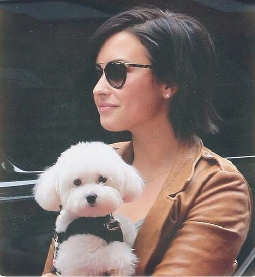 Demi Lovato paseando con su compañero de cuatro patas Buddy