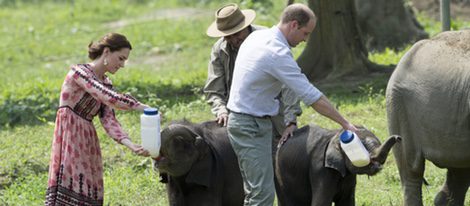 Los Duques de Cambridge dan el biberón a unos elefantes en La India