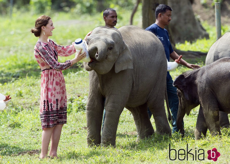 Kate Middleton da el biberón a un cachorro de elefante en La India