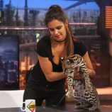 Cristina Pedroche con un ocelote en 'El hormiguero'