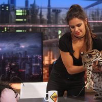 Cristina Pedroche con un ocelote en 'El hormiguero'